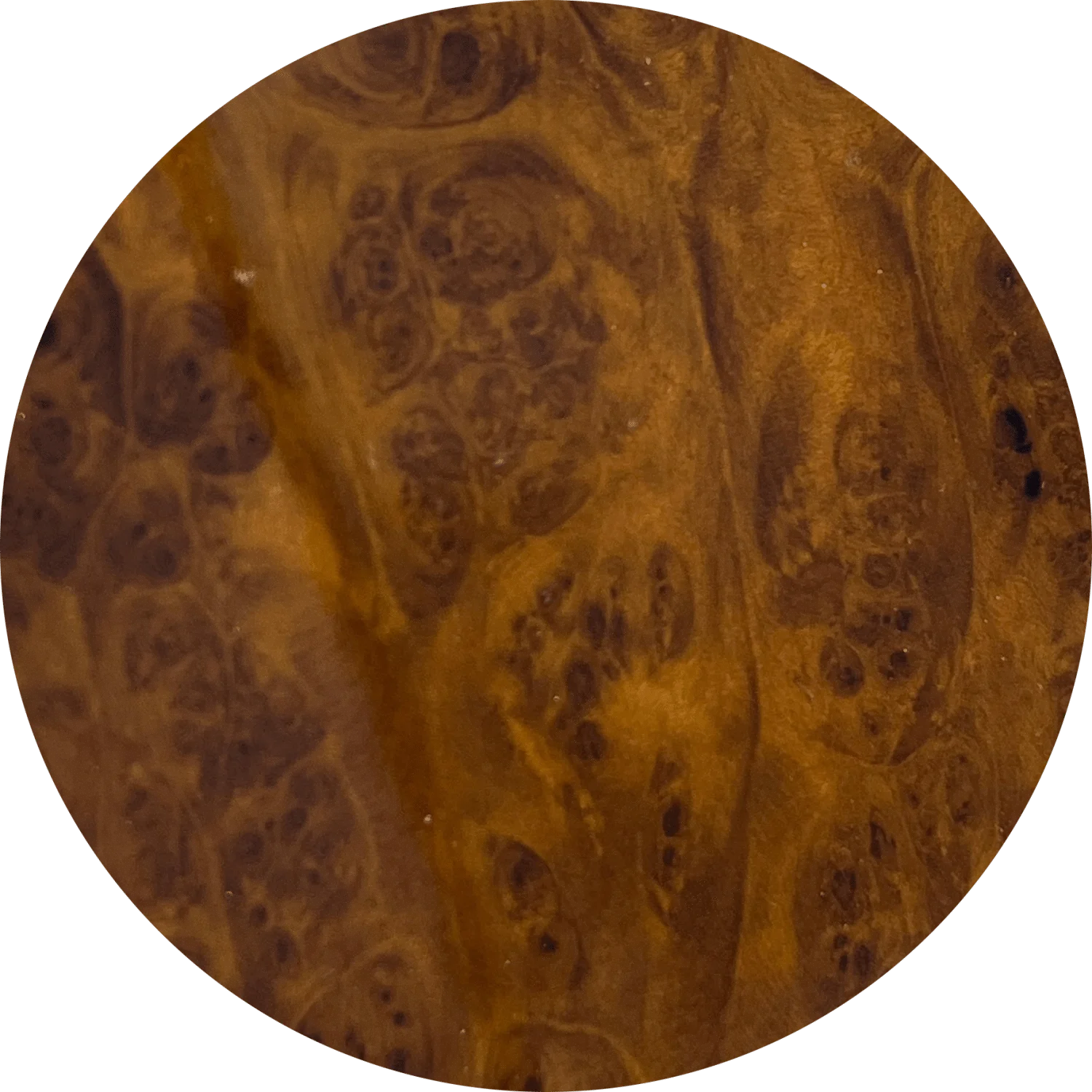 Camphora Burl High Gloss-2